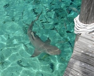 Shark and Fish 